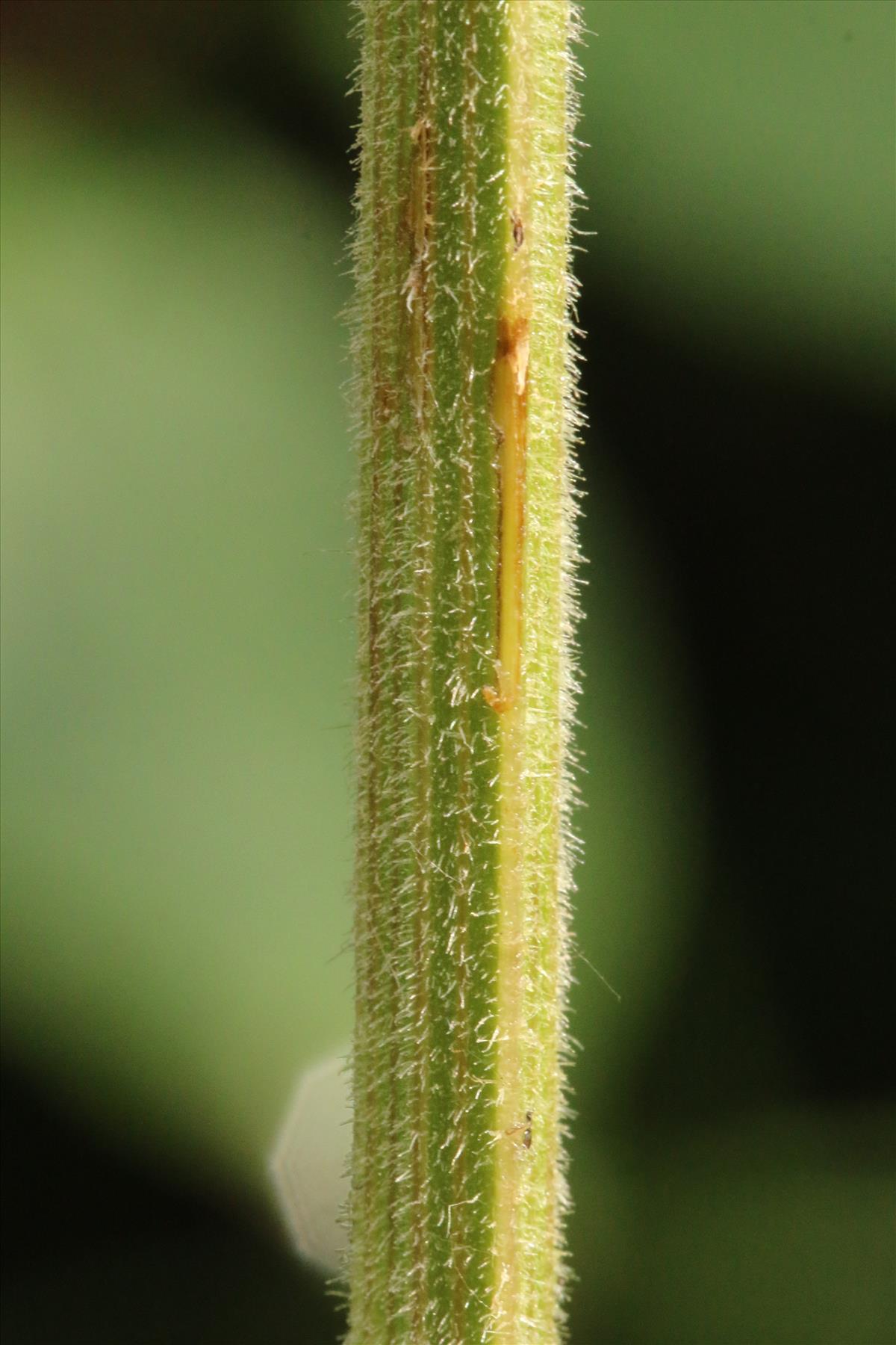 Pastinaca sativa subsp. urens (door Willem Braam)