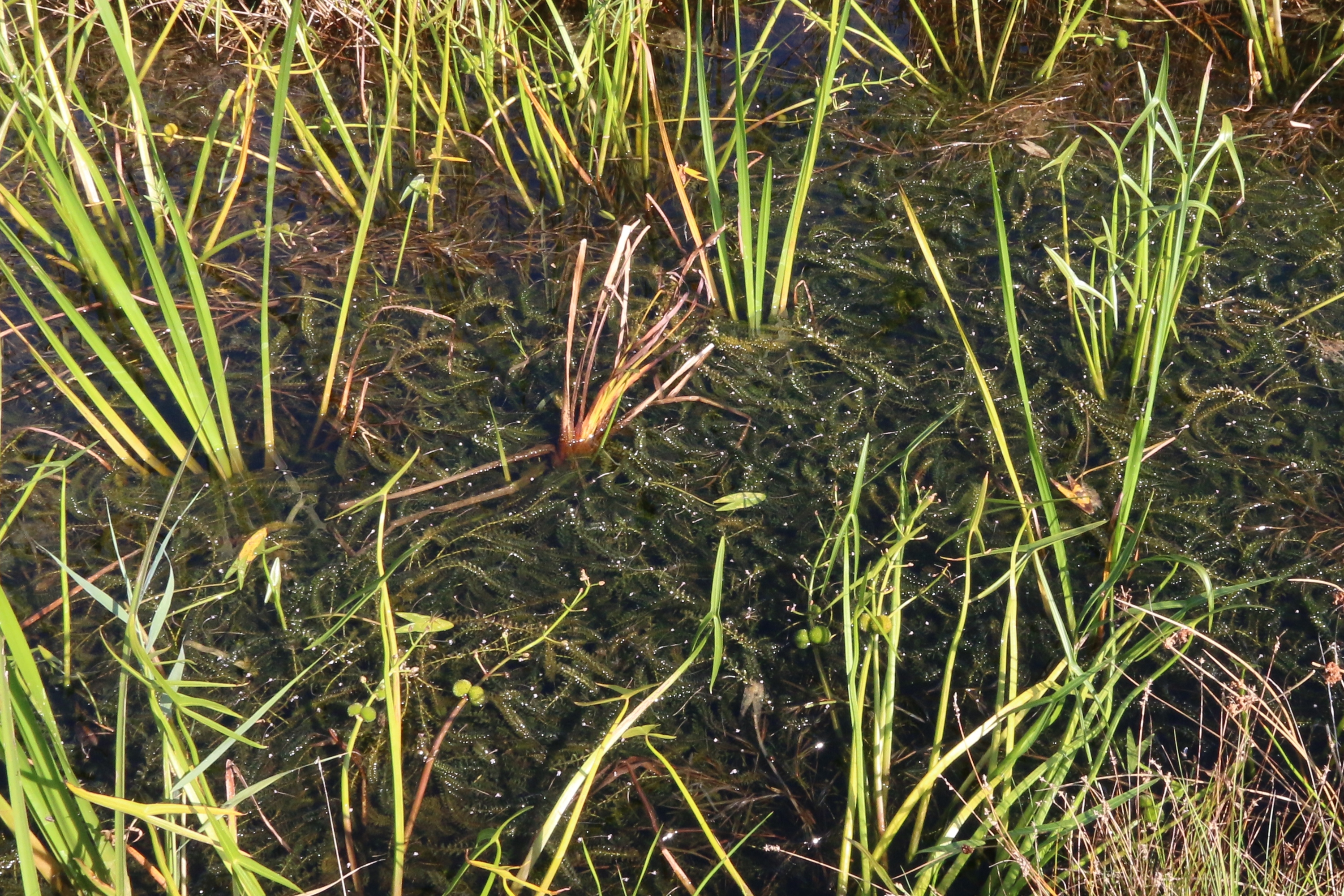 Elodea canadensis (door Willem Braam)