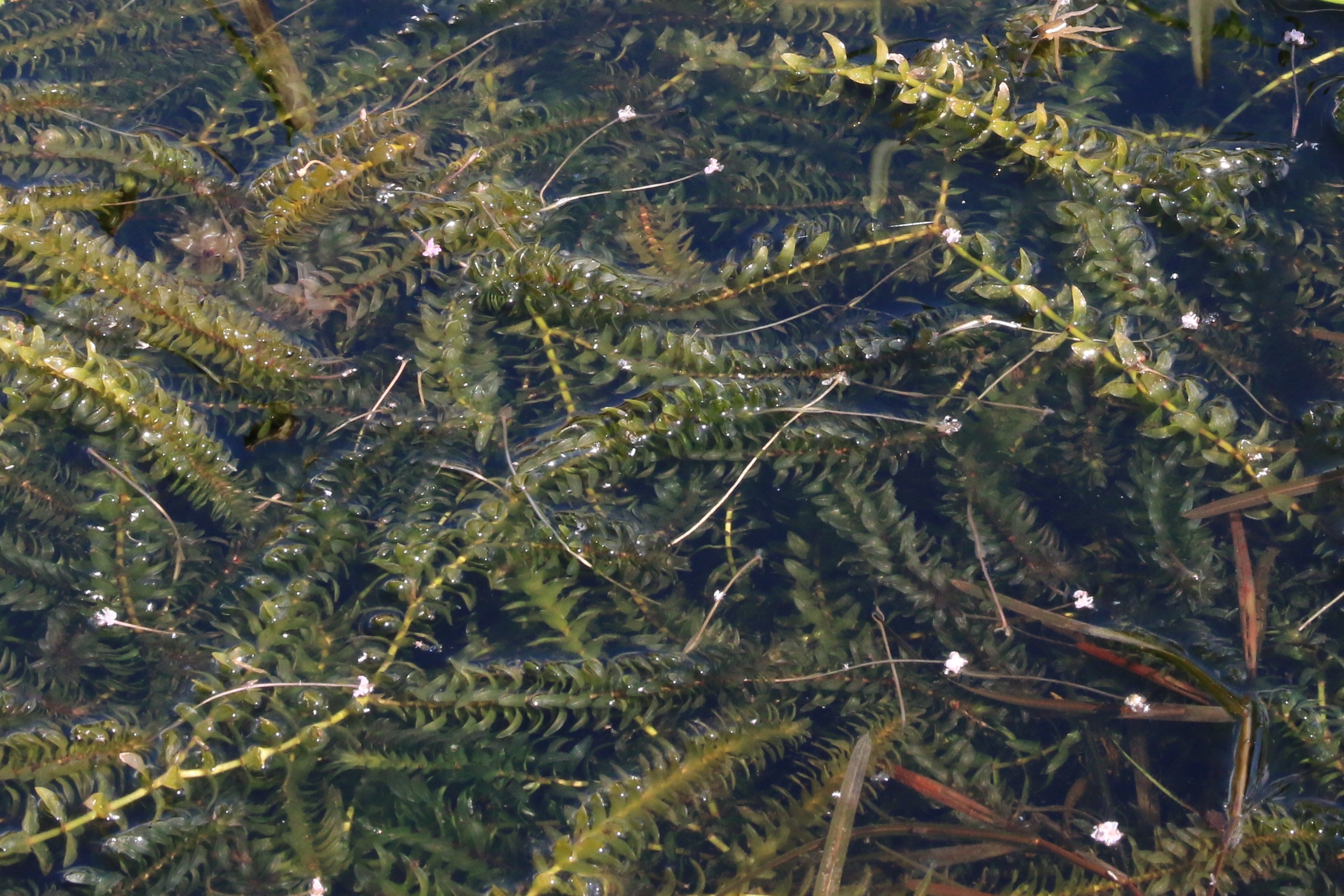 Elodea canadensis (door Willem Braam)