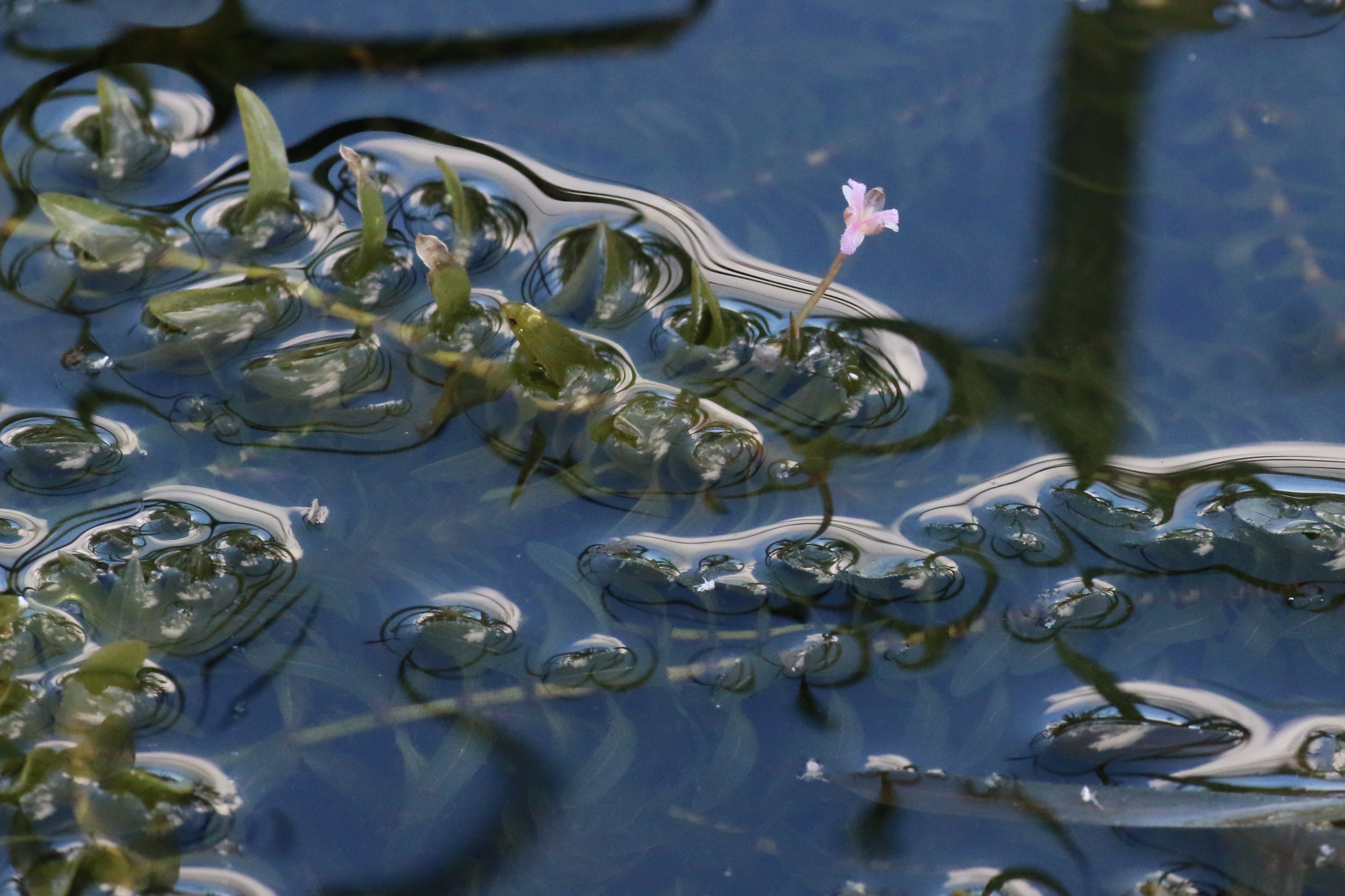 Elodea canadensis (door Willem Braam)