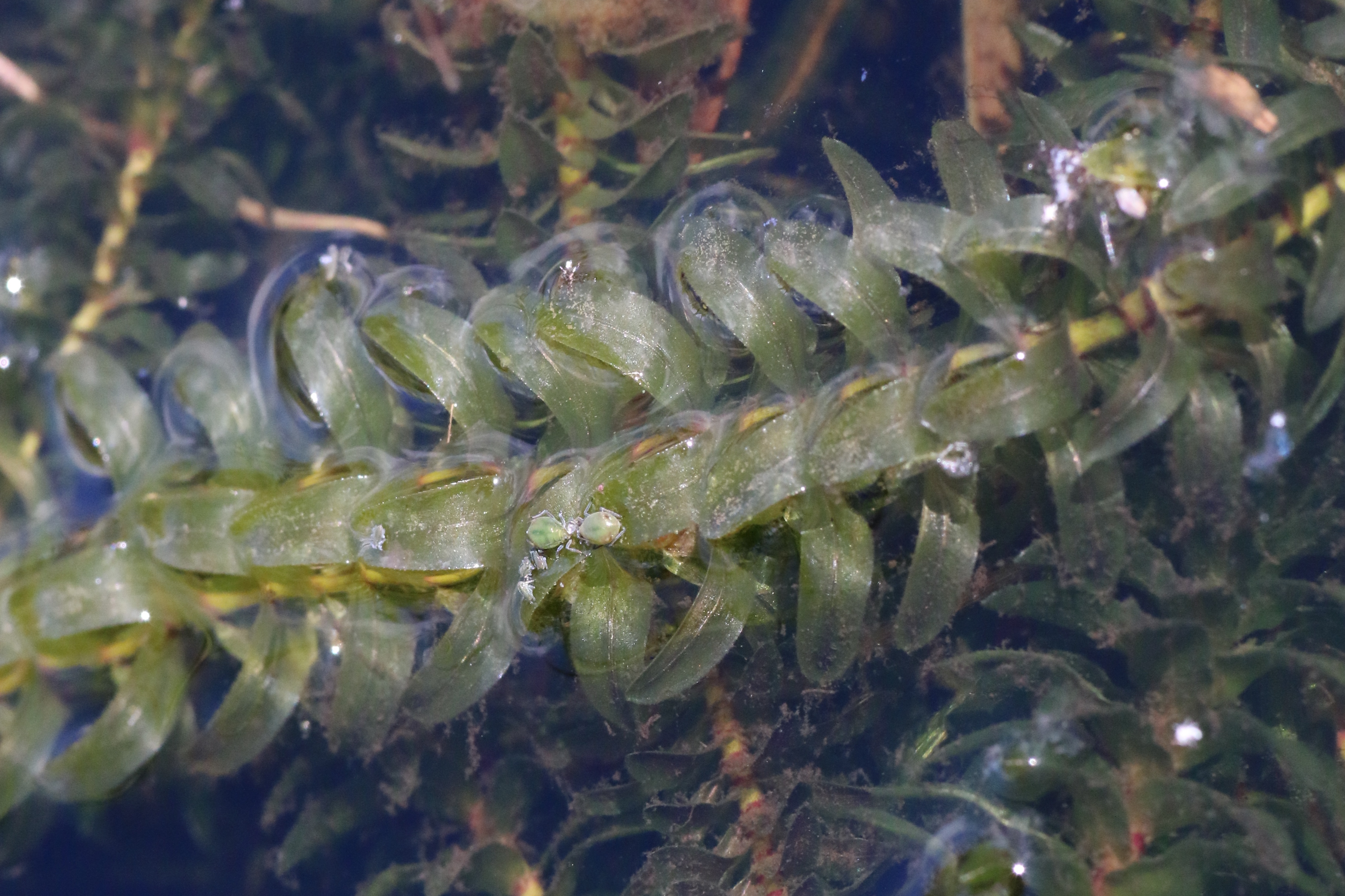 Elodea canadensis (door Willem Braam)