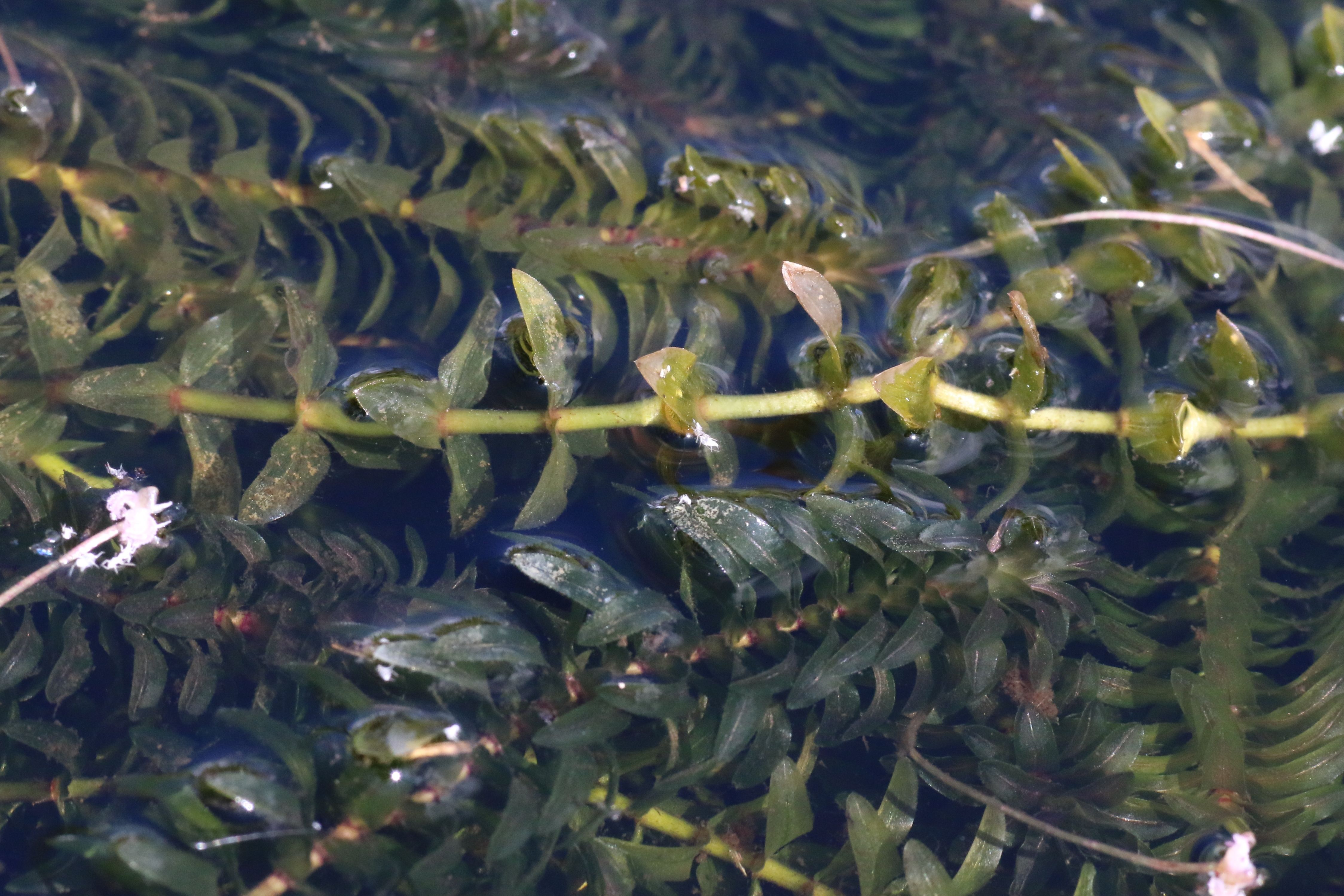 Elodea canadensis (door Willem Braam)