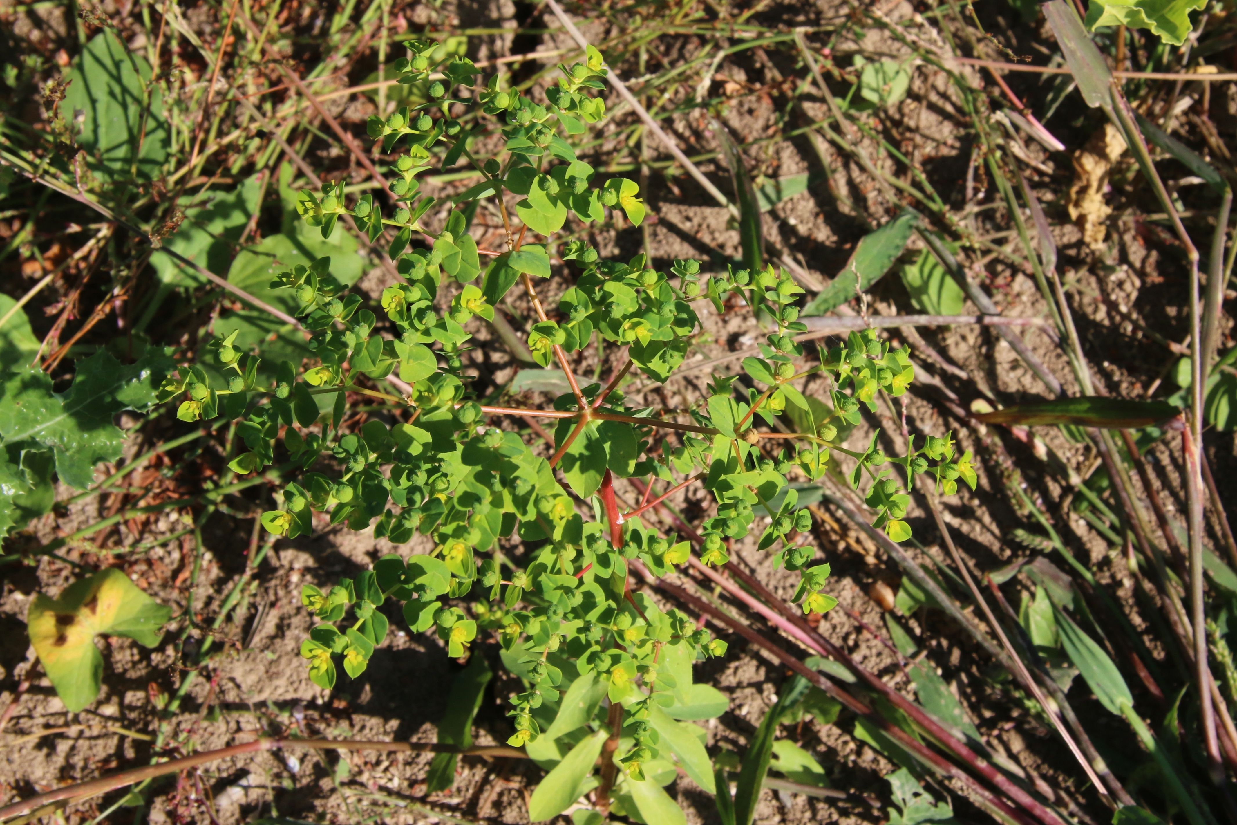 Euphorbia platyphyllos (door Willem Braam)