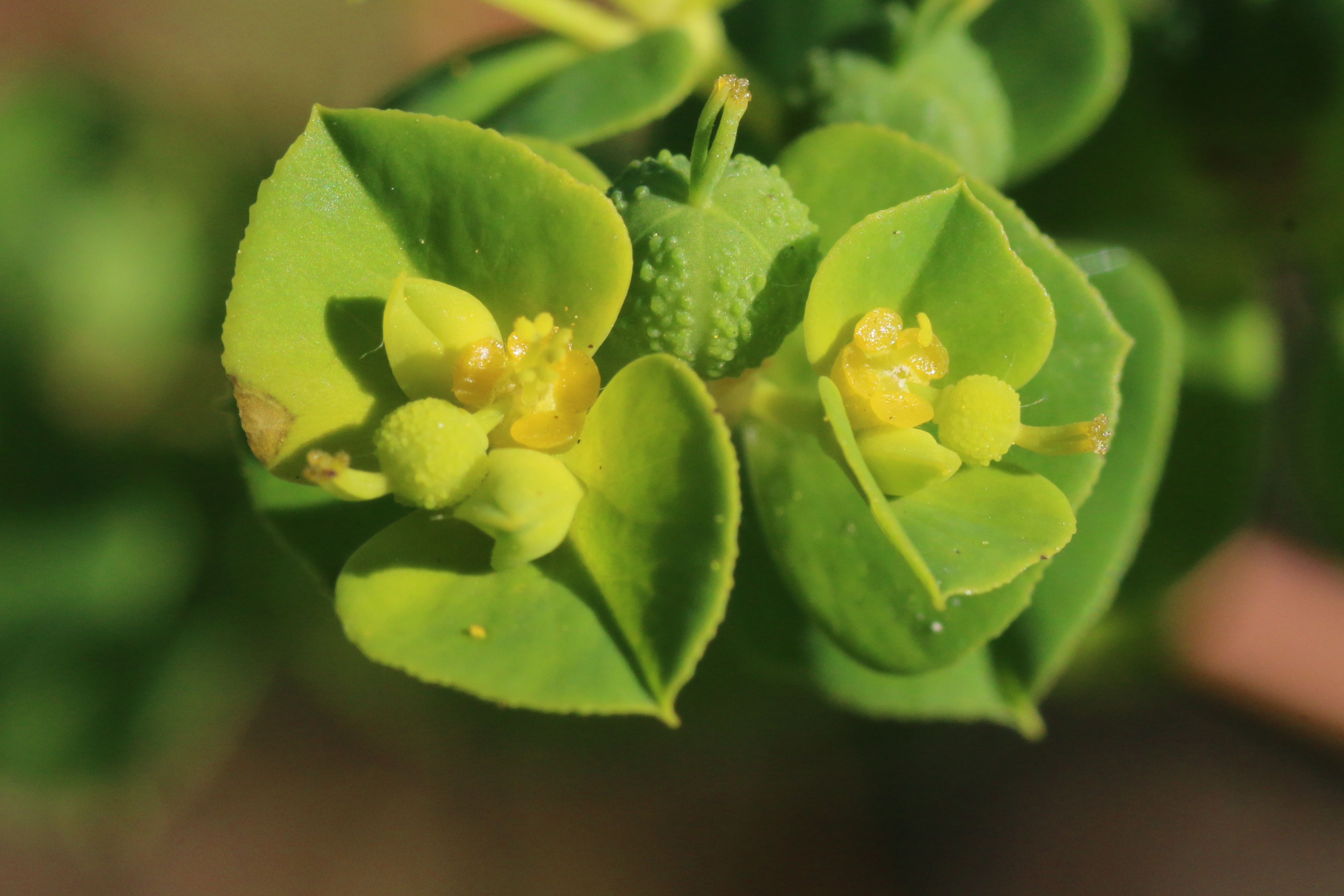 Euphorbia platyphyllos (door Willem Braam)