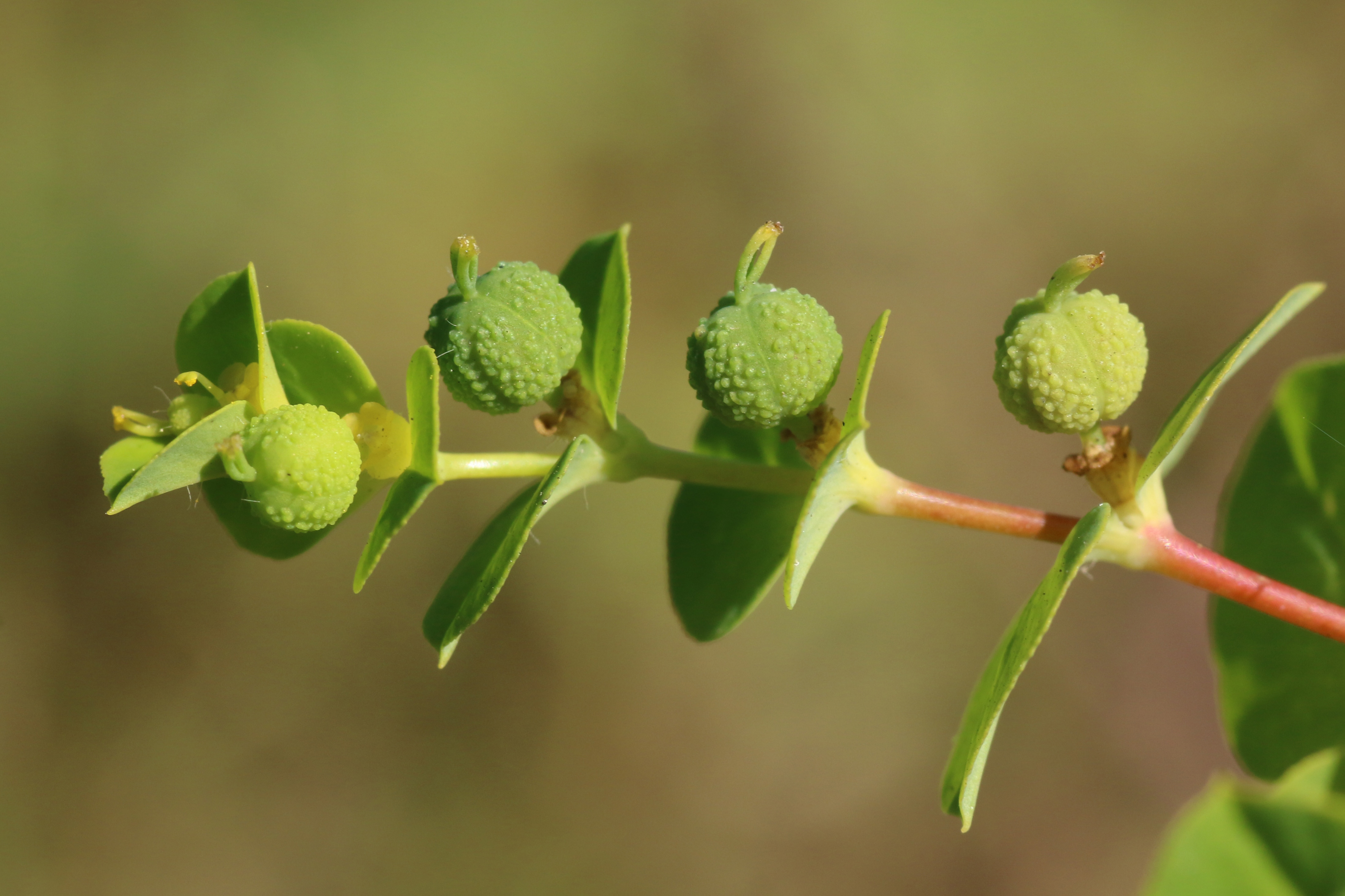 Euphorbia platyphyllos (door Willem Braam)