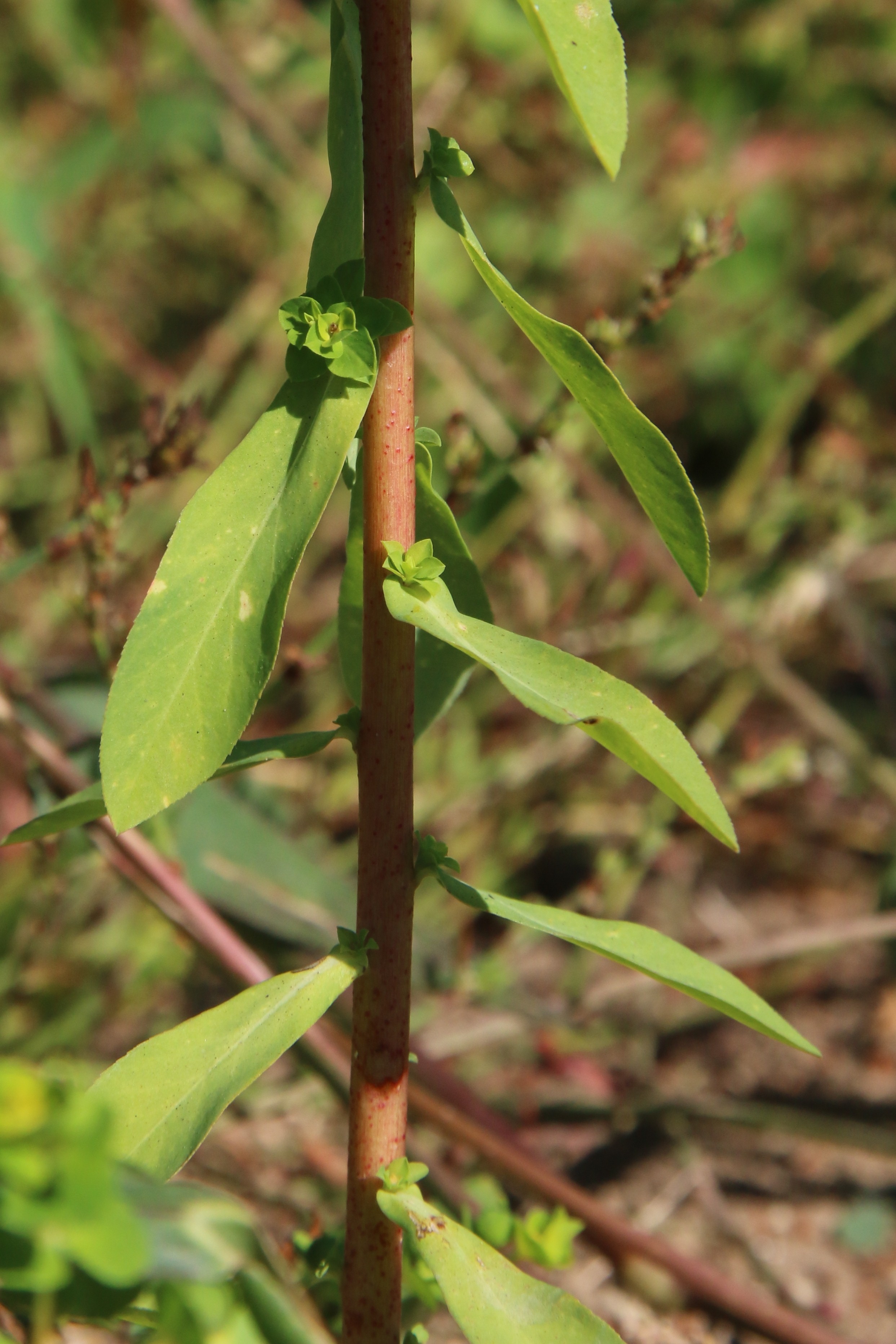 Euphorbia platyphyllos (door Willem Braam)