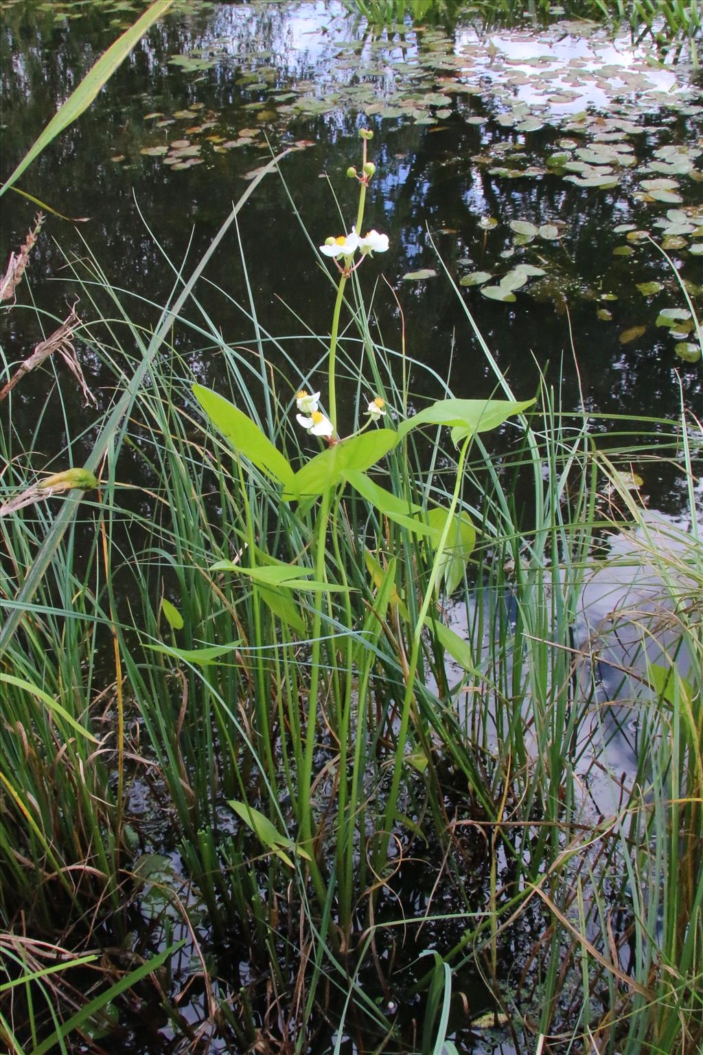 Sagittaria latifolia (door Willem Braam)