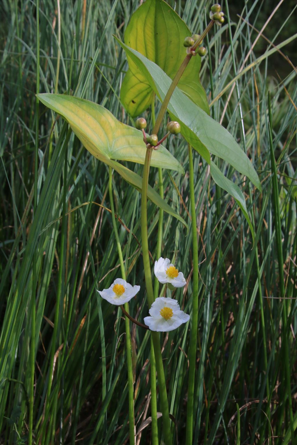 Sagittaria latifolia (door Willem Braam)