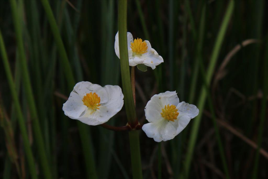 Sagittaria latifolia (door Willem Braam)