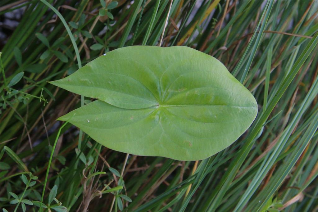 Sagittaria latifolia (door Willem Braam)