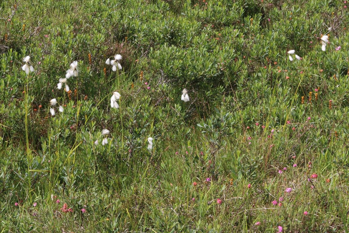 Eriophorum latifolium (door Willem Braam)