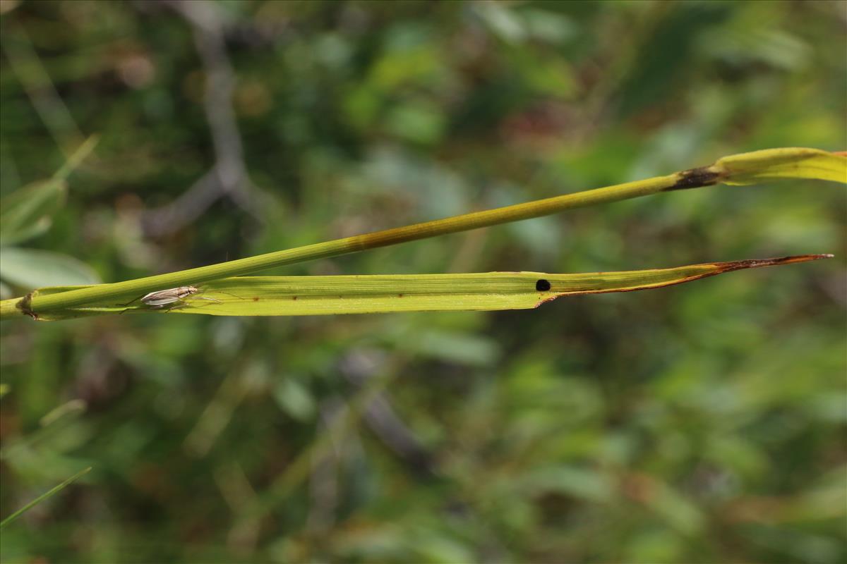 Eriophorum latifolium (door Willem Braam)