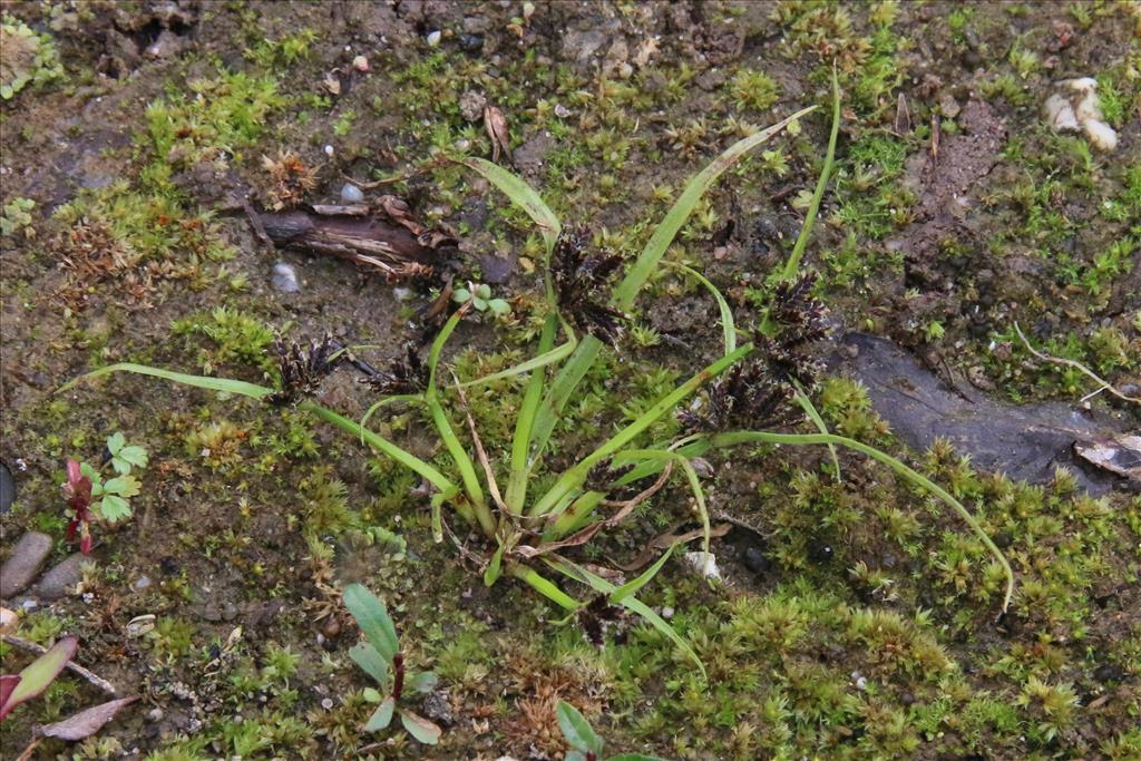 Cyperus fuscus (door Willem Braam)