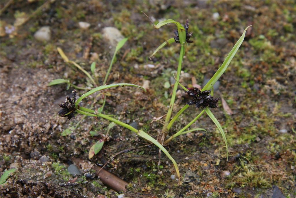 Cyperus fuscus (door Willem Braam)