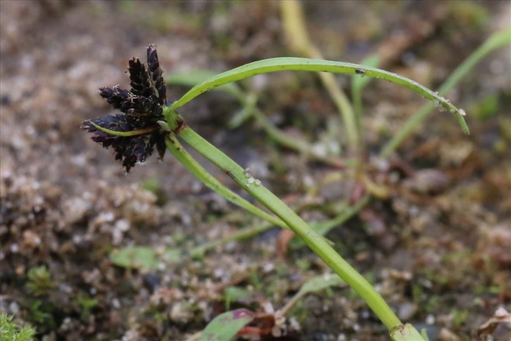 Cyperus fuscus (door Willem Braam)