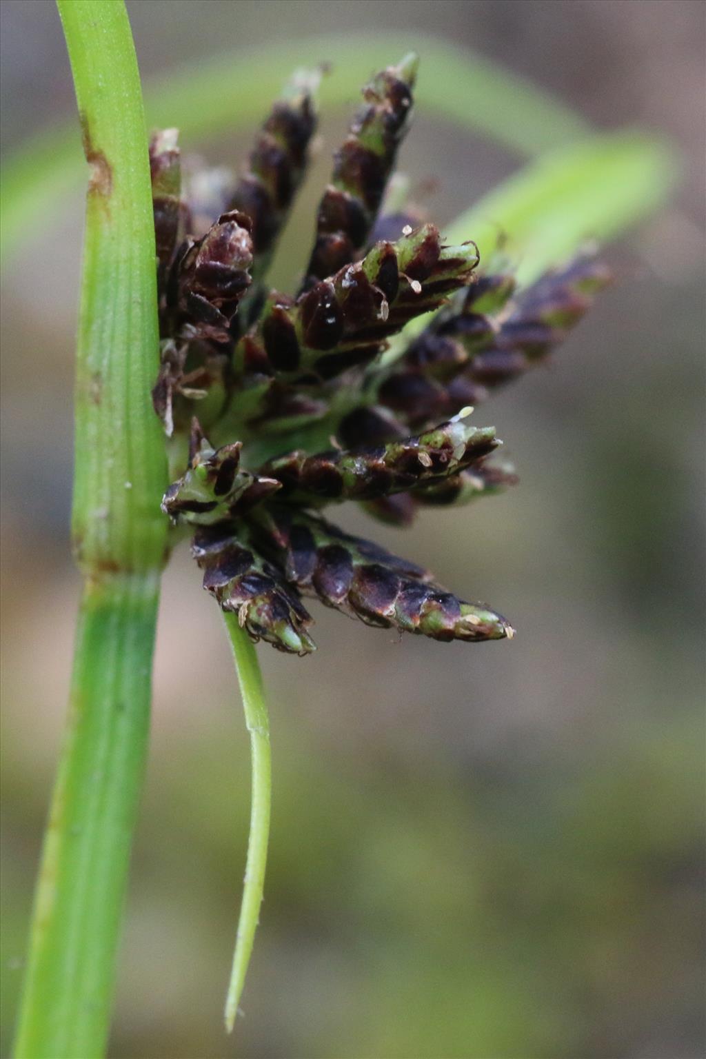 Cyperus fuscus (door Willem Braam)