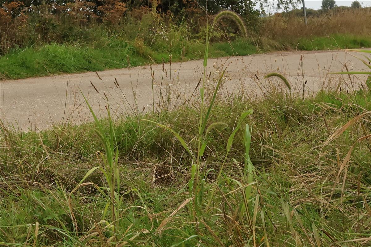 Setaria faberi (door Willem Braam)