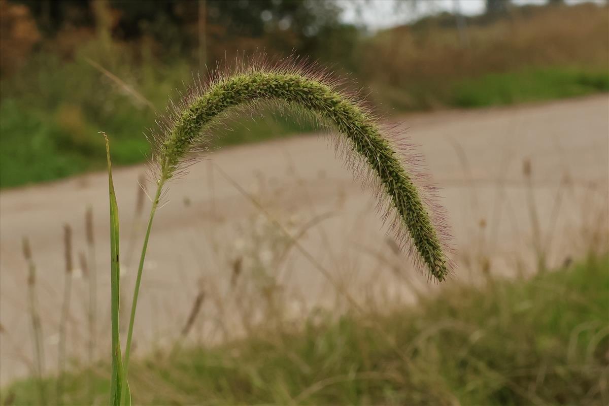 Setaria faberi (door Willem Braam)