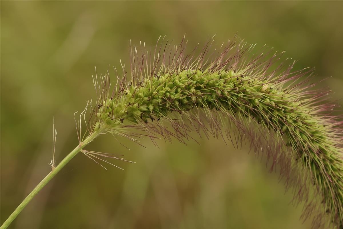 Setaria faberi (door Willem Braam)