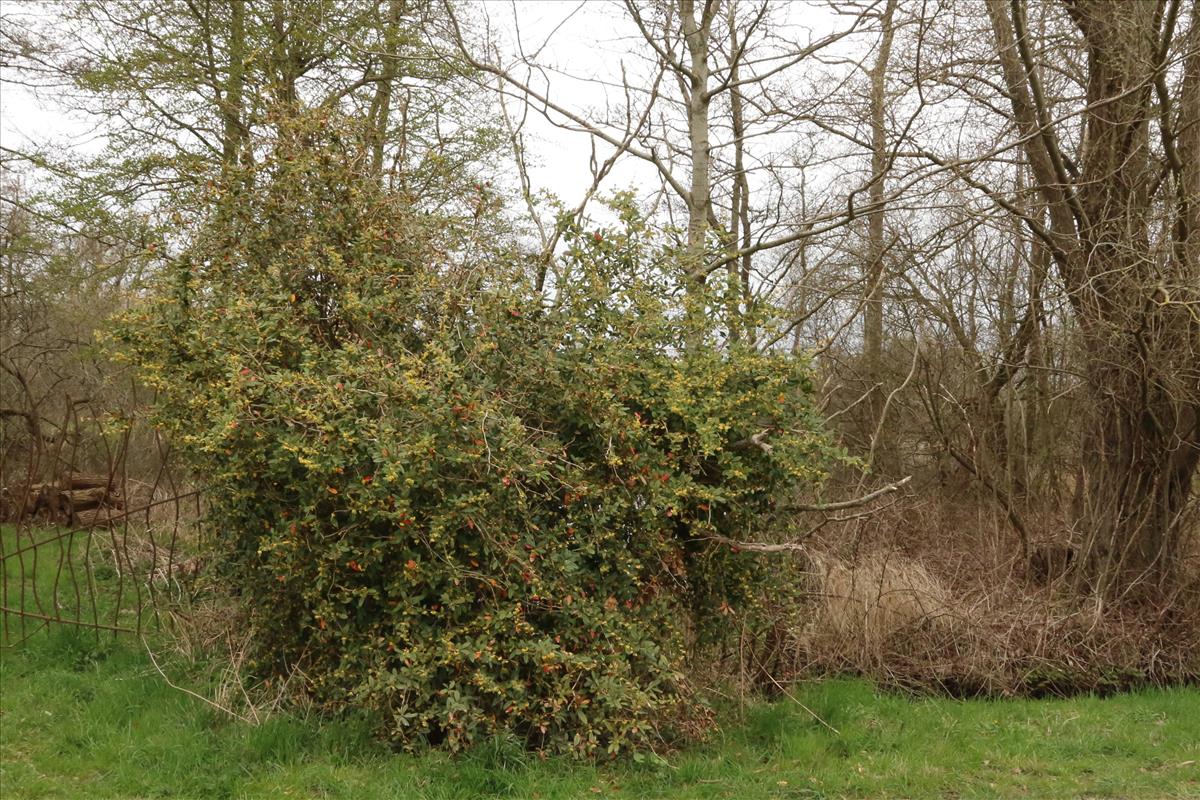 Berberis julianae (door Willem Braam)