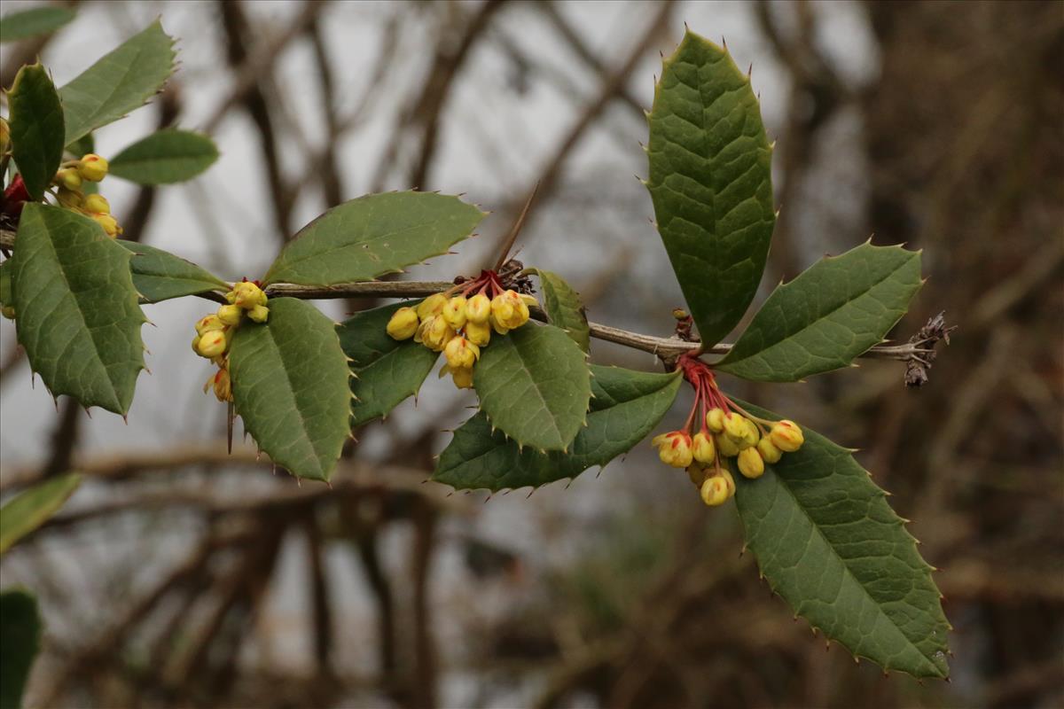 Berberis julianae (door Willem Braam)