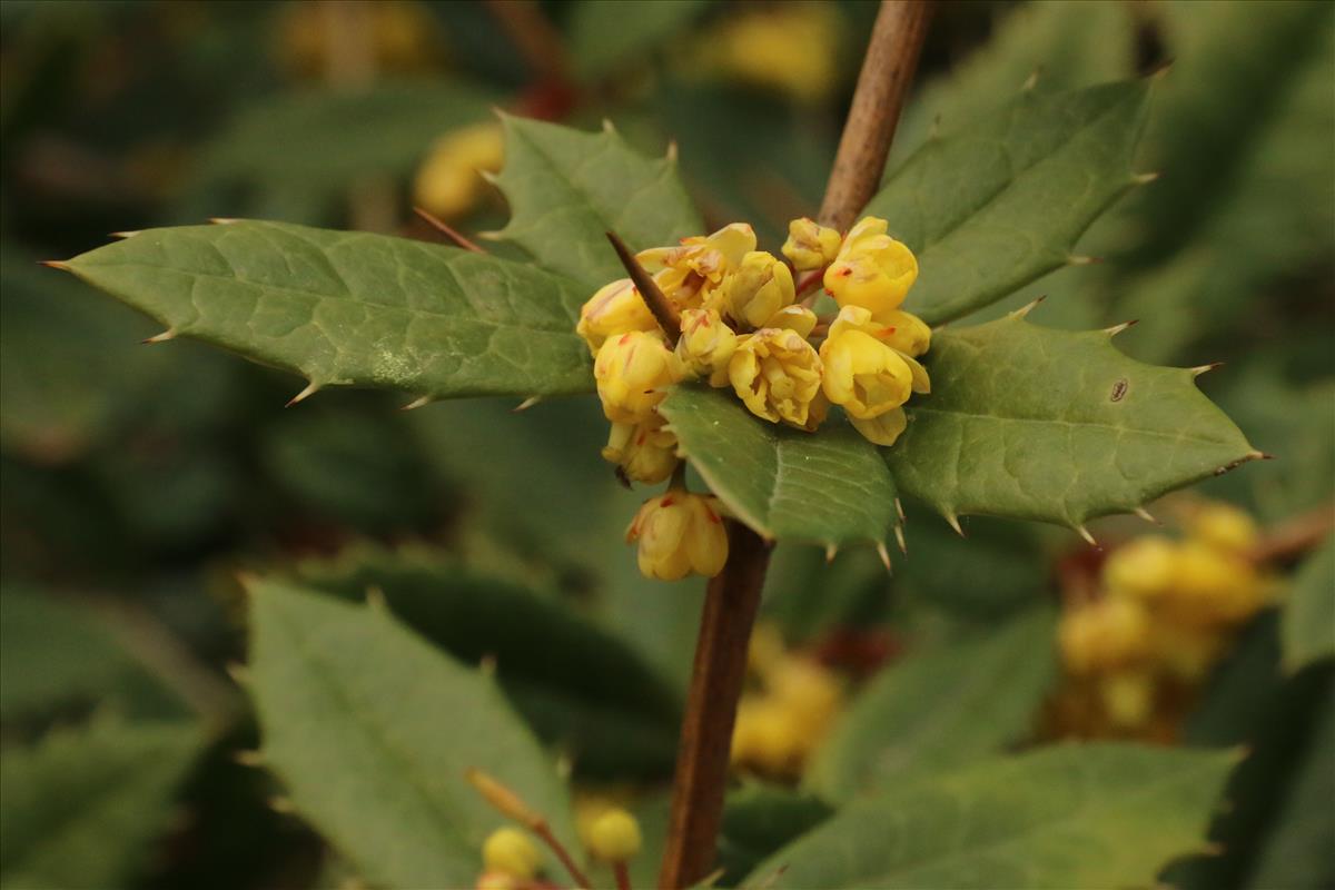 Berberis julianae (door Willem Braam)