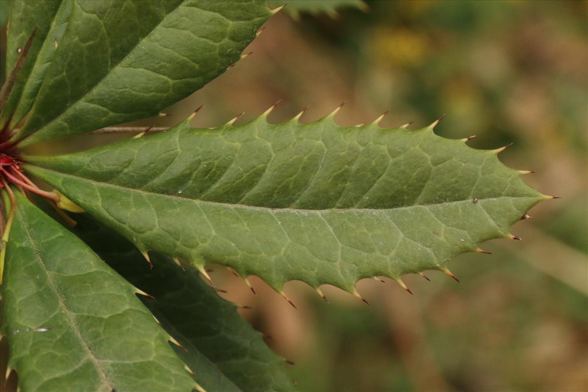 Berberis julianae (door Willem Braam)