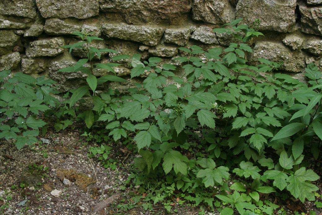 Actaea spicata (door Willem Braam)