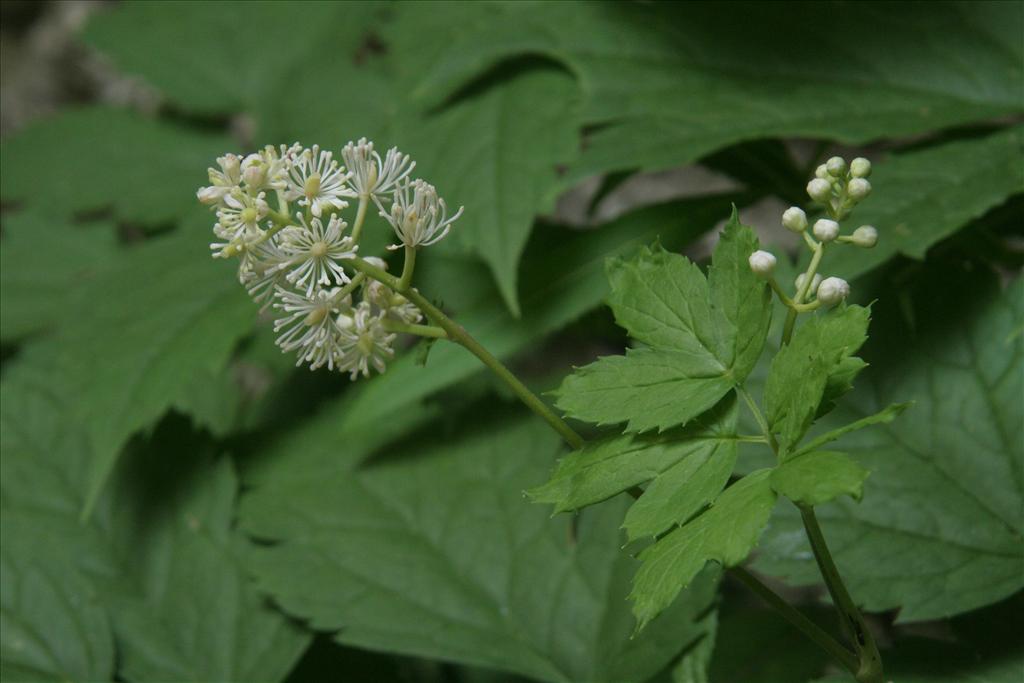 Actaea spicata (door Willem Braam)