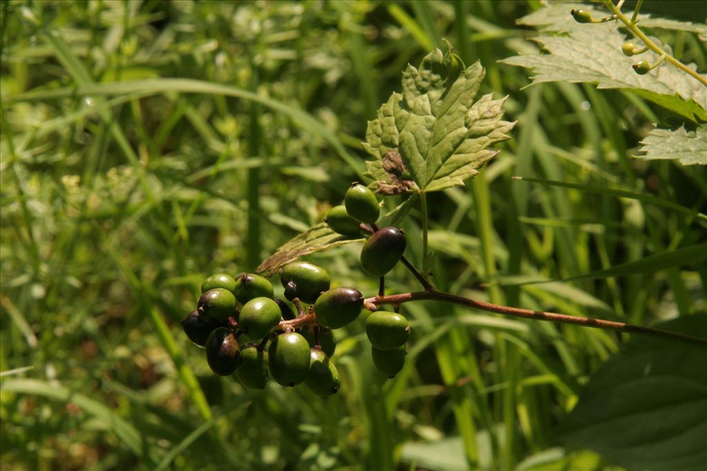 Actaea spicata (door Willem Braam)