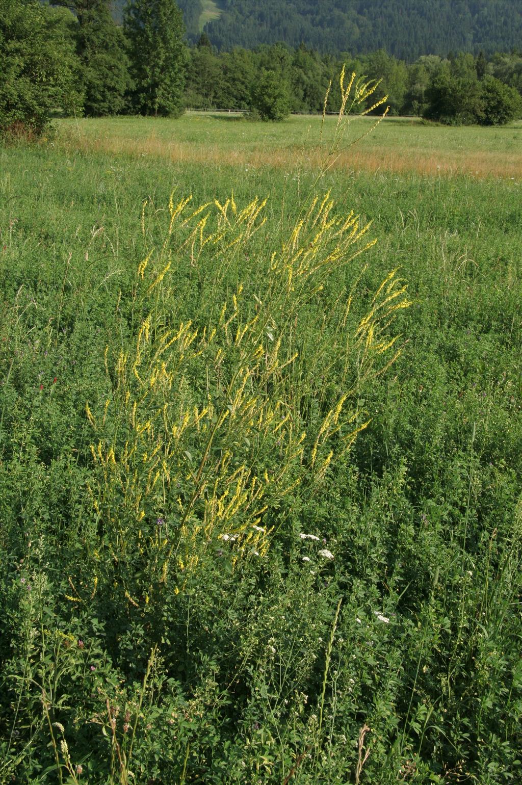 Melilotus officinalis (door Willem Braam)