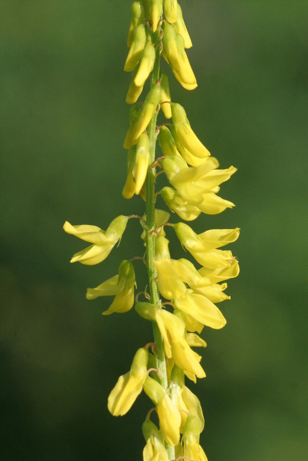 Melilotus officinalis (door Willem Braam)