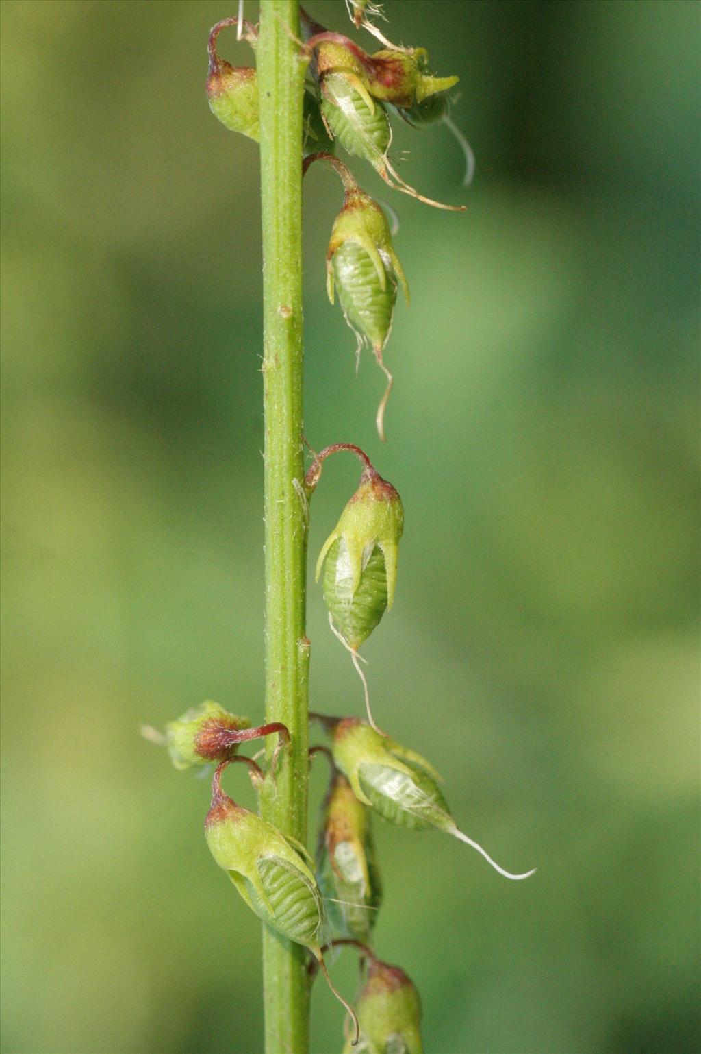 Melilotus officinalis (door Willem Braam)