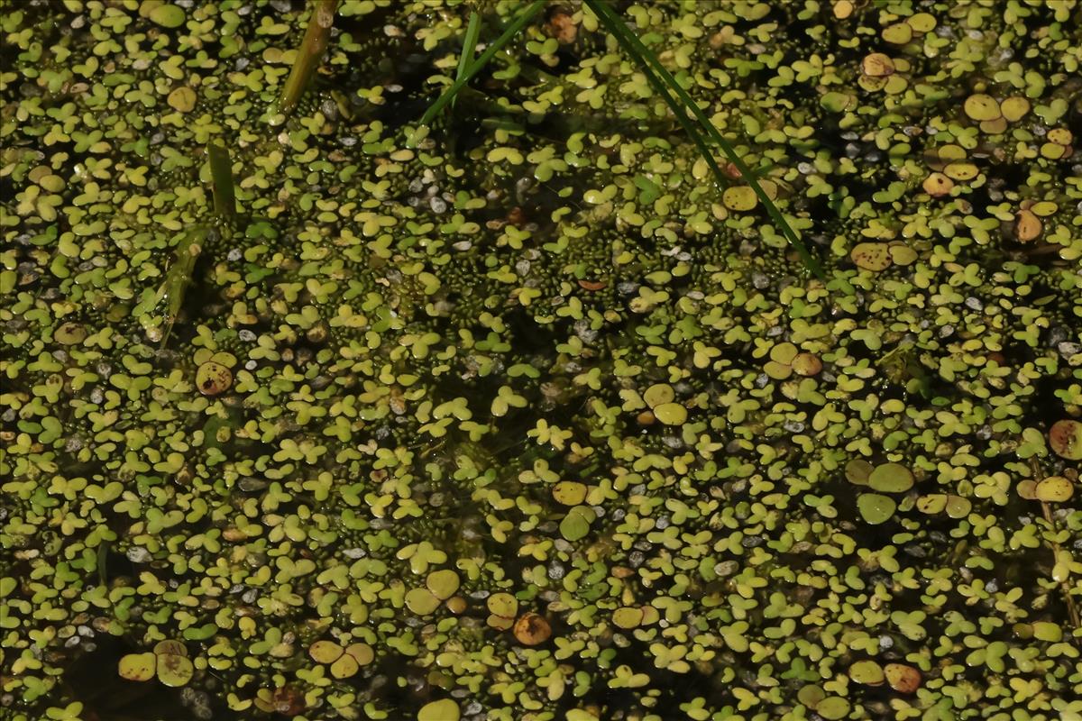 Wolffia columbiana (door Willem Braam)