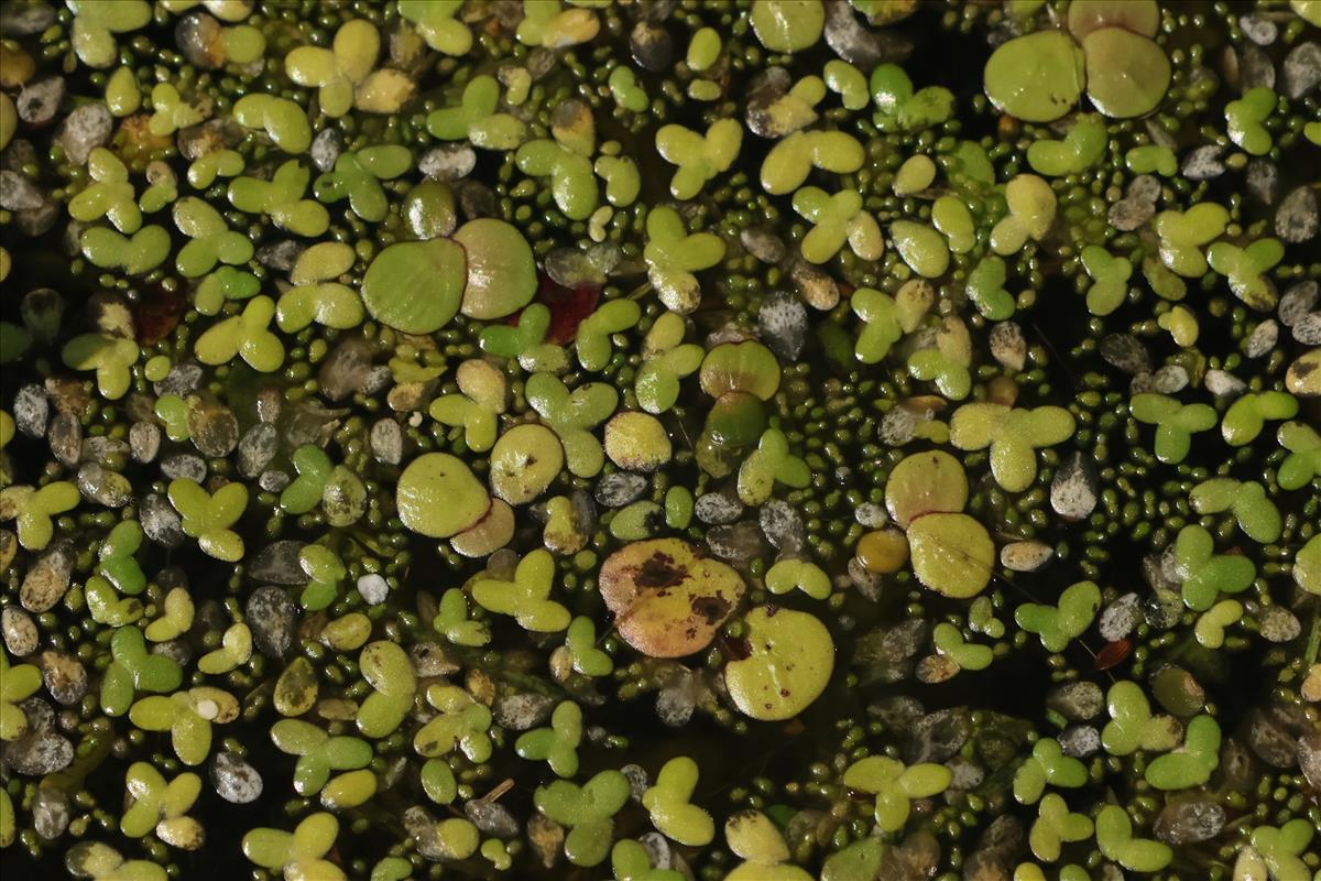 Wolffia columbiana (door Willem Braam)