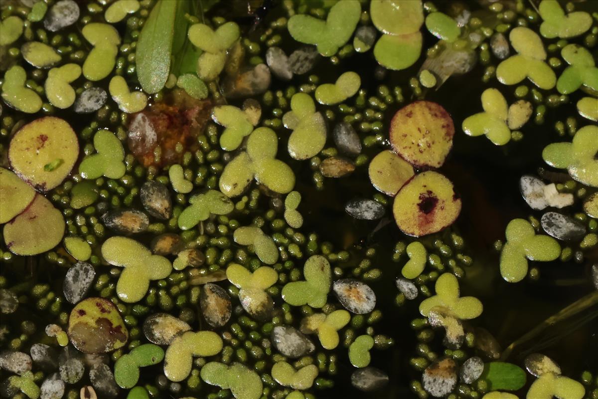 Wolffia columbiana (door Willem Braam)