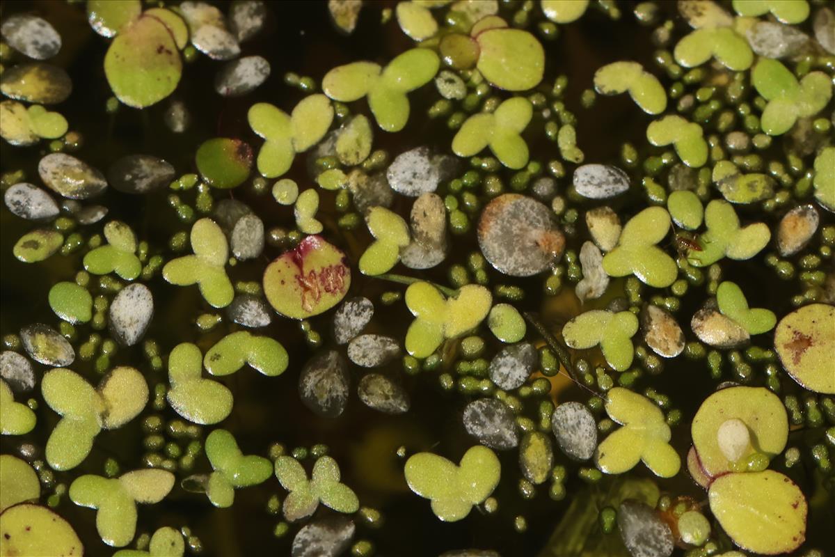 Wolffia columbiana (door Willem Braam)