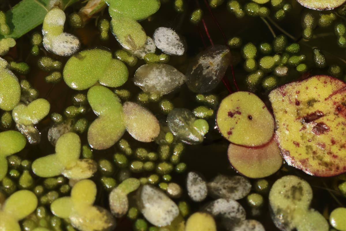 Wolffia columbiana (door Willem Braam)