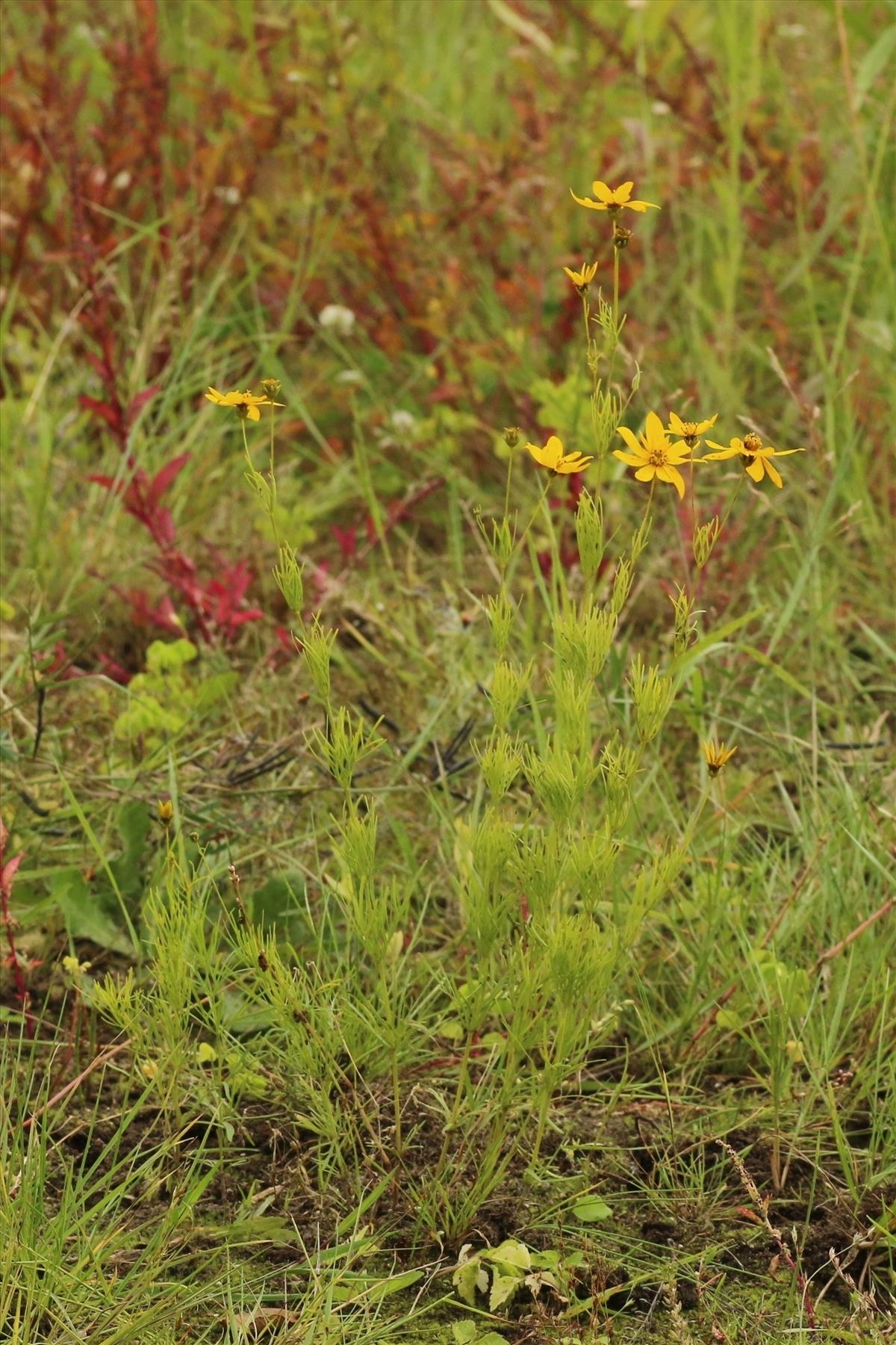 Coreopsis verticillata (door Willem Braam)