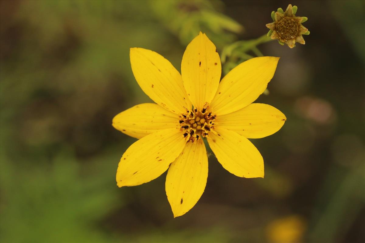 Coreopsis verticillata (door Willem Braam)