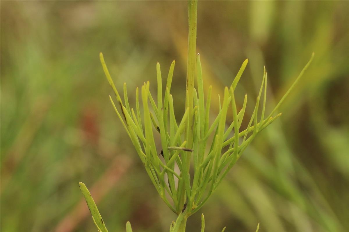 Coreopsis verticillata (door Willem Braam)