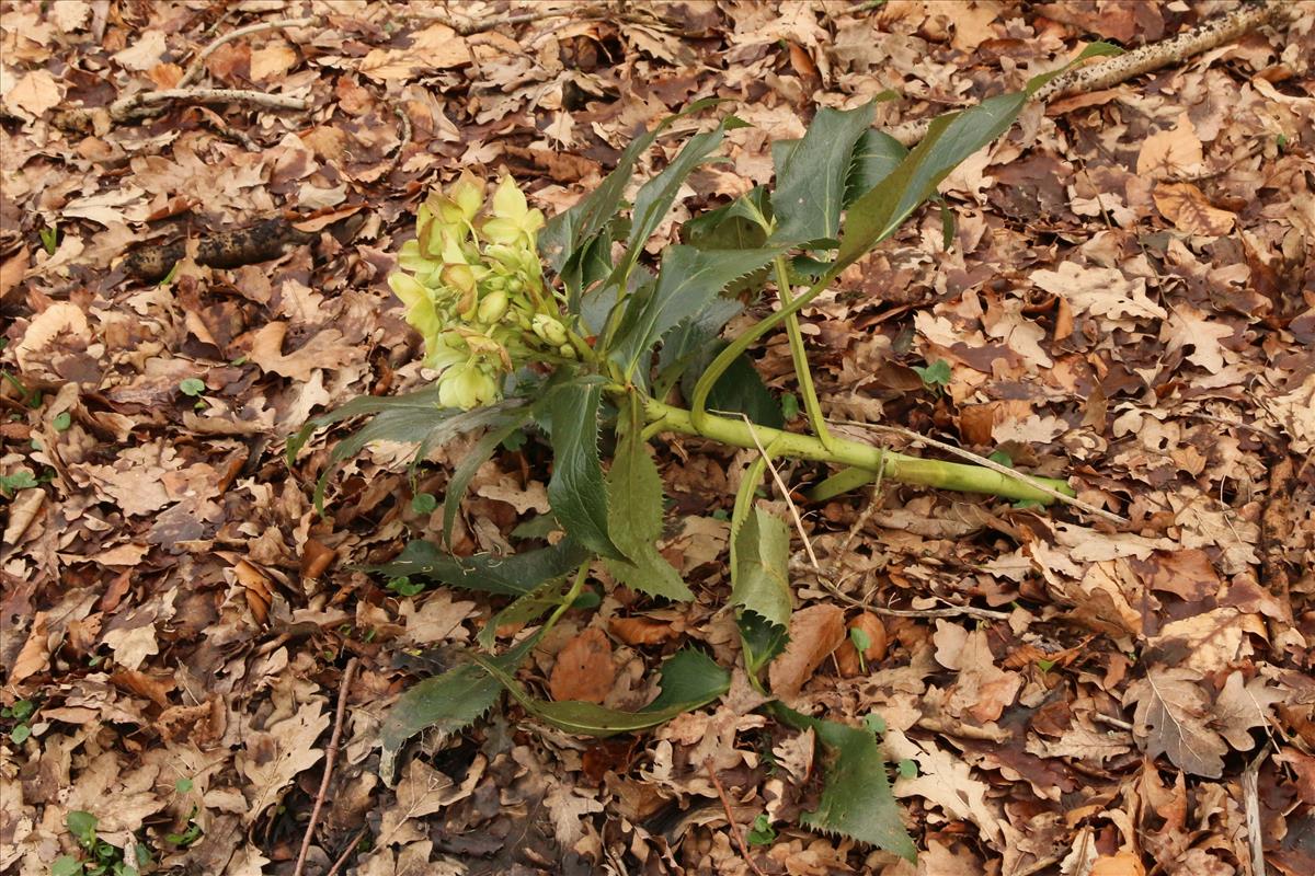 Helleborus argutifolius (door Willem Braam)