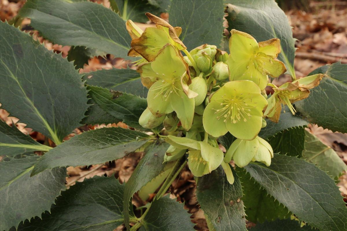 Helleborus argutifolius (door Willem Braam)