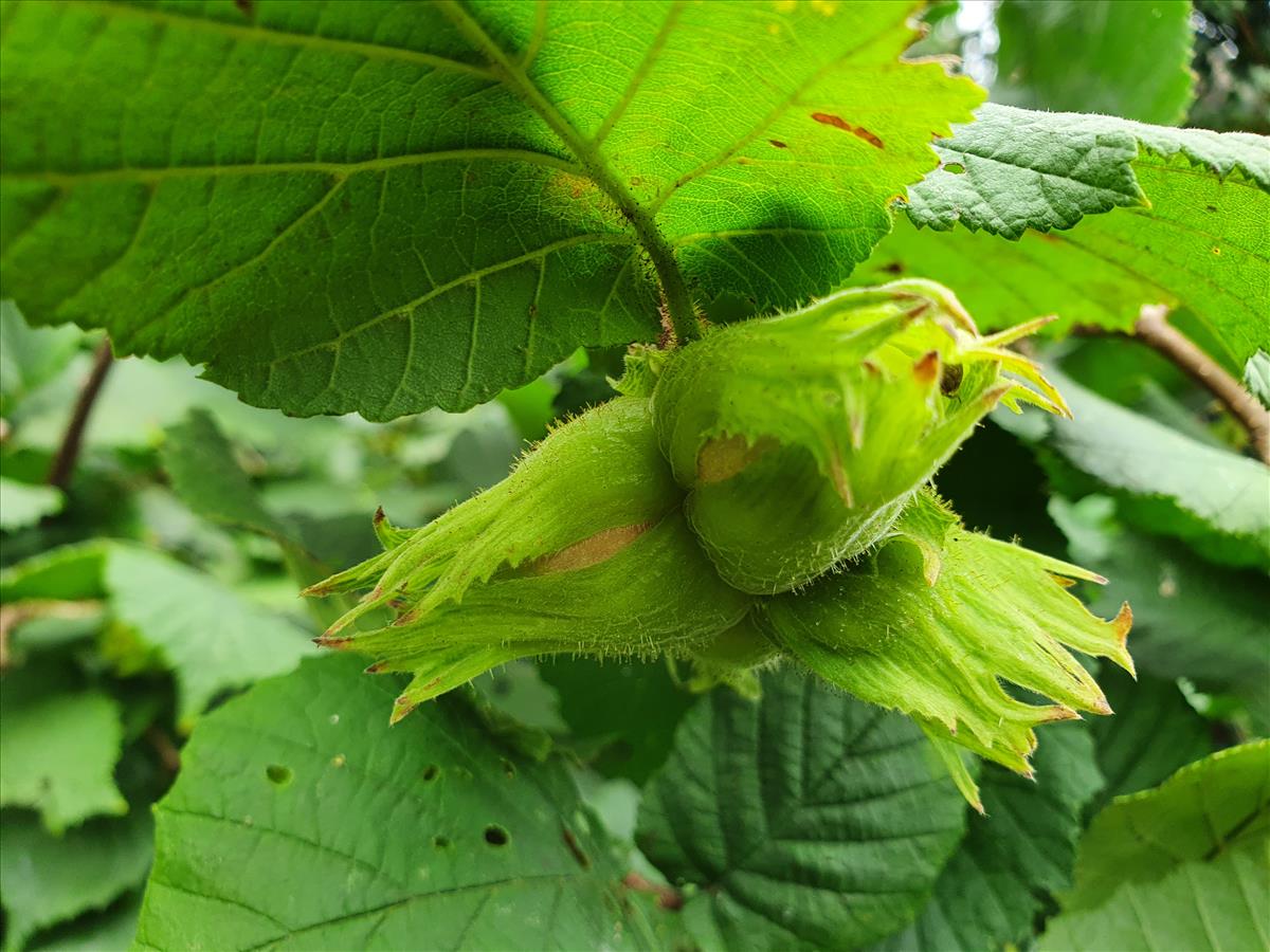 Corylus maxima (door Willem Braam)