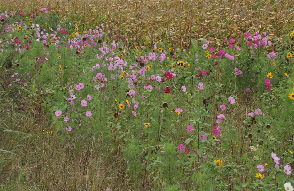 Cosmos bipinnatus (door Willem Braam)