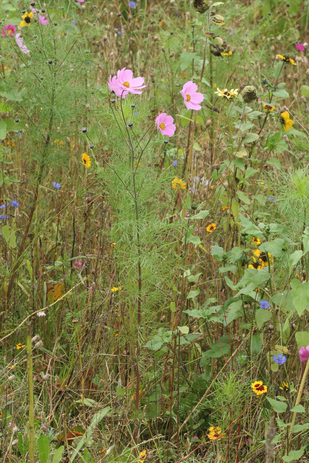 Cosmos bipinnatus (door Willem Braam)