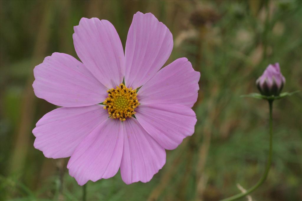 Cosmos bipinnatus (door Willem Braam)