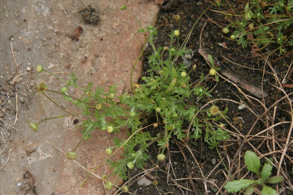 Cotula australis (door Willem Braam)