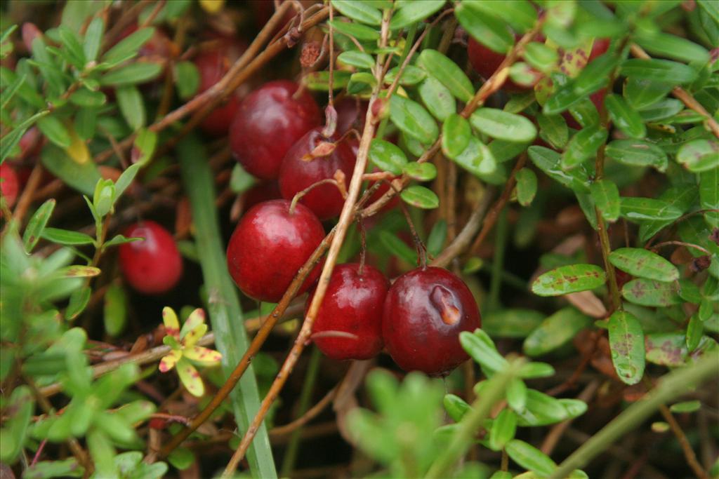 Vaccinium macrocarpon (door Willem Braam)