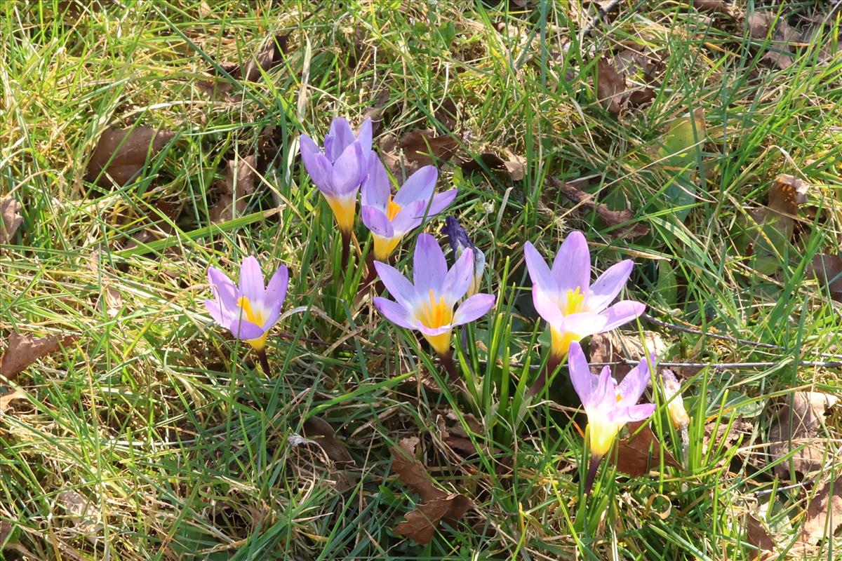Crocus sieberi (door Willem Braam)